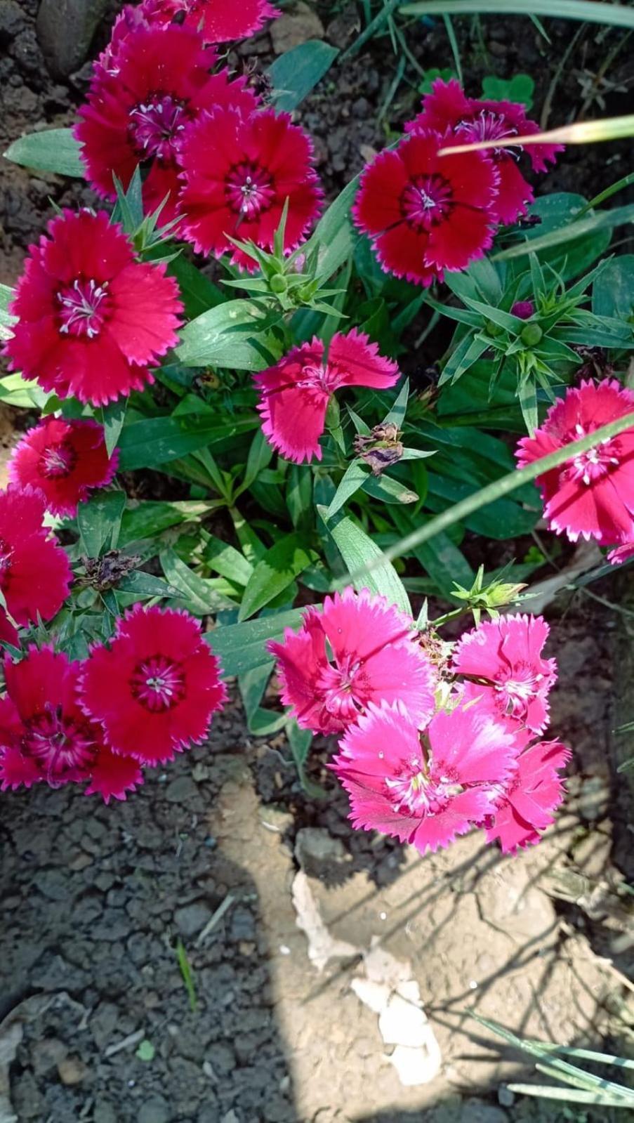 Cherry Garden Покхара Экстерьер фото
